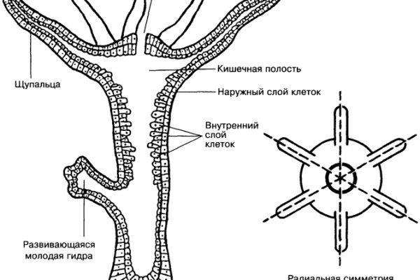 Домен кракена